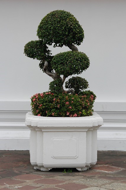 bonsai pots